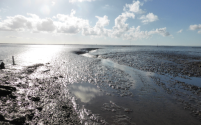 Appel à communication de la SHF : Gestion des sites soumis à forte sédimentation