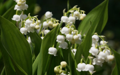 1er mai 2017 – Le saviez-vous ?