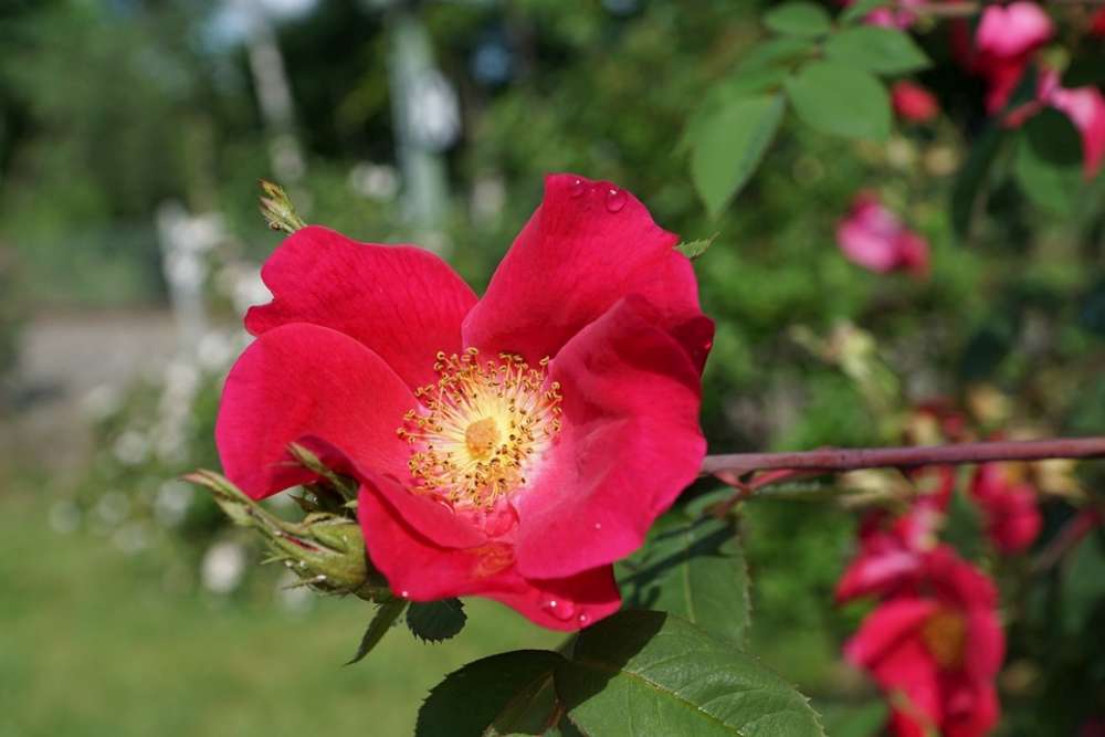 l eglantine rouge