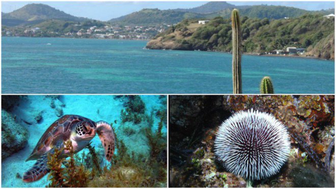 10 Parcs naturels marins et aires marines protégées