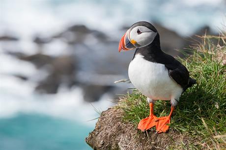 Un parc écossais autorisé après deux ans de bataille contre les protecteurs des oiseaux