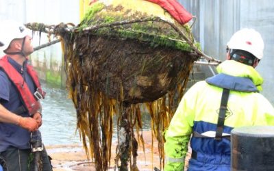 Le Biofouling sur les hydroliennes : deux sujets de recherche sont lancés