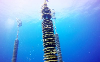 Le biomimétisme inspire l’ESITC Caen, chef de file du projet européen MARINEFF