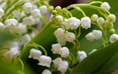 energiesdelamer.eu : Bon 1er mai