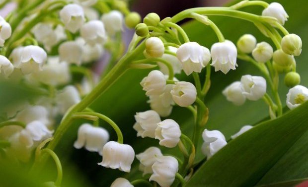 energiesdelamer.eu : Bon 1er mai