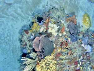 Photo sous marine d eponges et d organismes temperes froids dans le Beagle Marine Park