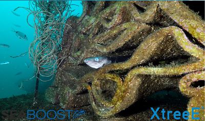 XtreeE Seaboost EDM 11 10 019 result