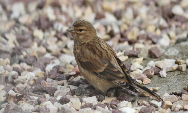 Avis de l’Ae sur le « développement de l’éolien offshore sur le port du Havre (76)