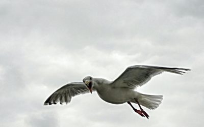 Juliette Gréco nous a laissé beaucoup de poèmes