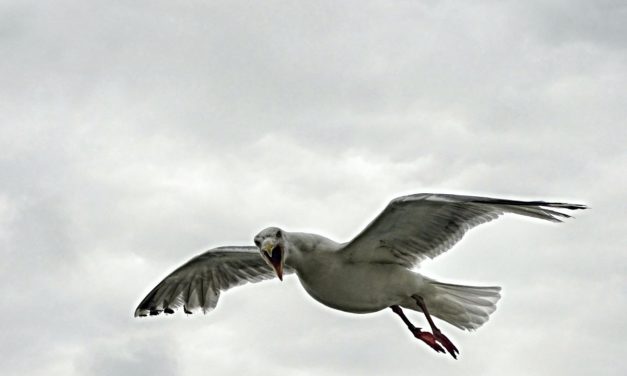 Juliette Gréco nous a laissé beaucoup de poèmes