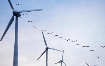 Ecosse / UK : Lancement d’une étude sur le risque de collision d’oiseaux de mer avec des turbines.