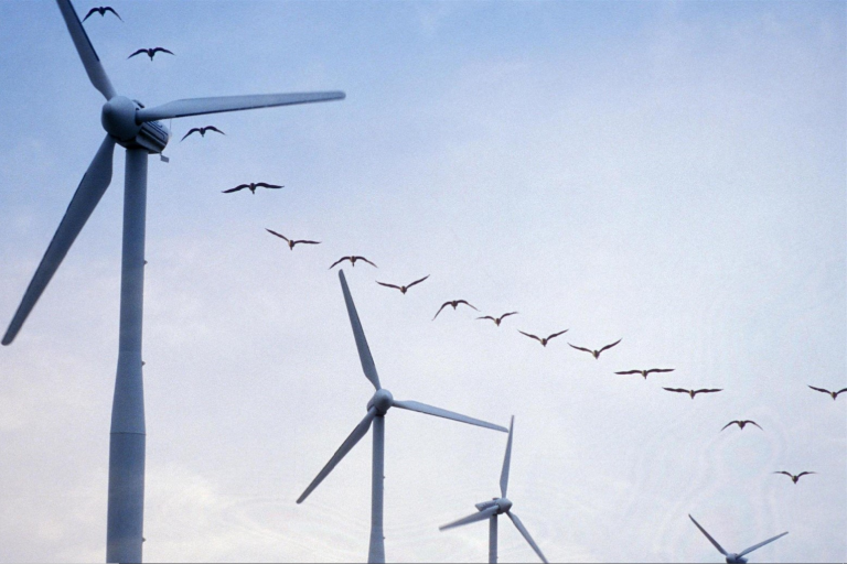 Ecosse / UK : Lancement d’une étude sur le risque de collision d’oiseaux de mer avec des turbines.