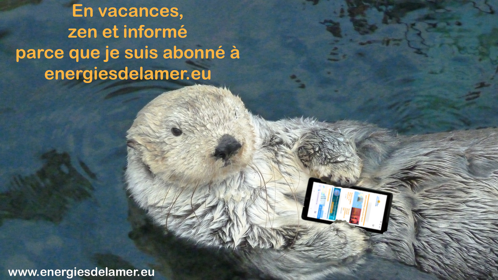 loutre EDM (1)