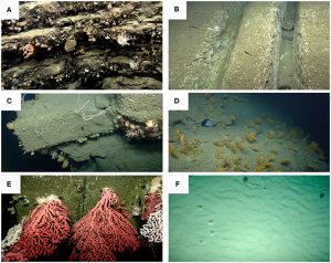 Figure 2. Examples of substrate types in submarine canyons. fmars-04-00005-g002