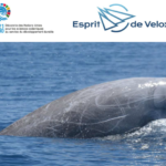 Baleine Ziphia – Campagne de Recherche 2021-2022 financée par le Fonds de Dotation 1.618