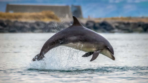 Vattenfall s&rsquo;engage à préserver la présence des dauphins aux abords du parc de Vesterhav Nord (Danemark) – 2