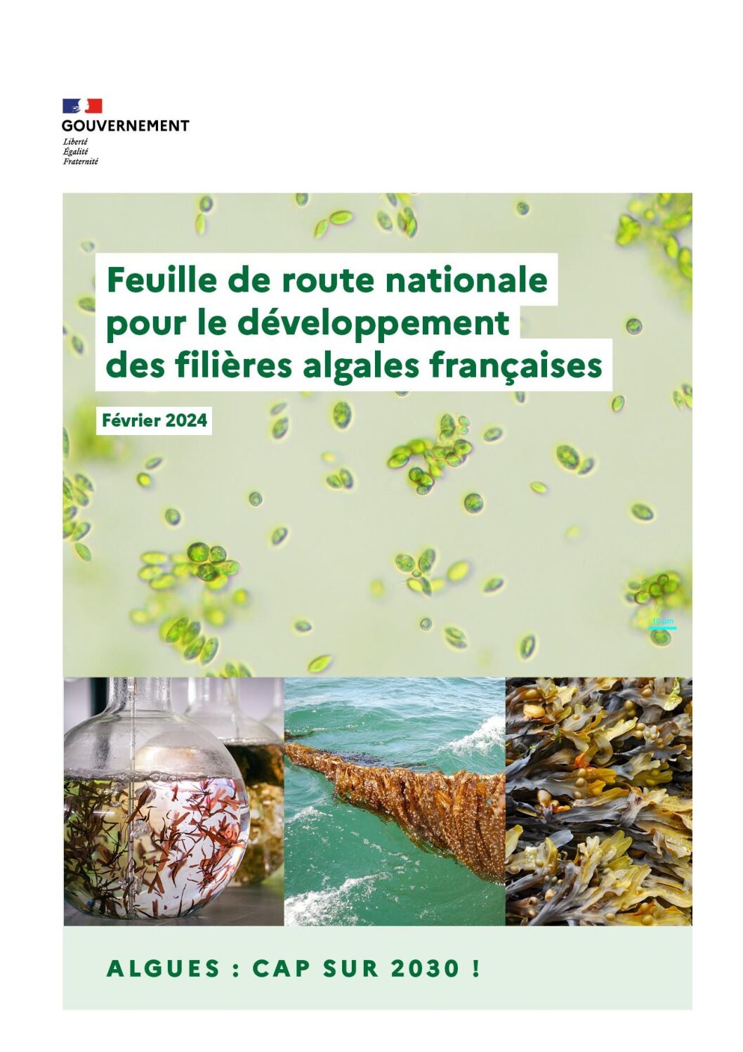 Des algues dans les parcs éoliens en mer