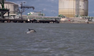 Cinq dauphins dans l&rsquo;estuaire de la Loire à Montoir