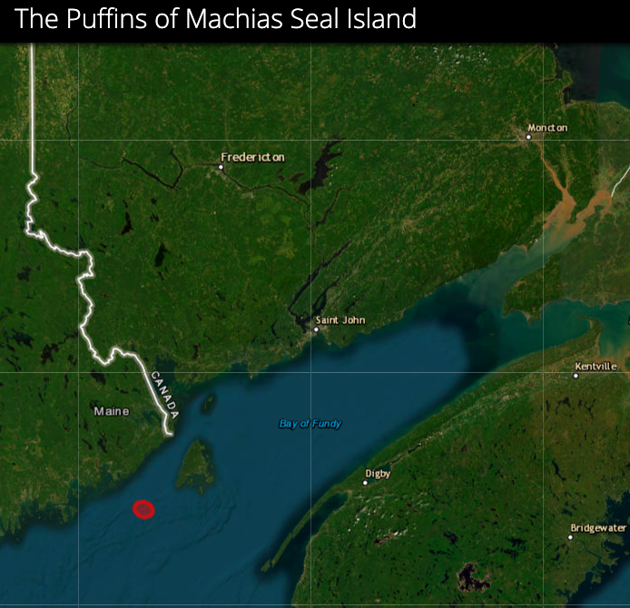 Feuilleton de l’été : Les macareux de l&rsquo;île Machias Seal dans la Baie de Fundy
