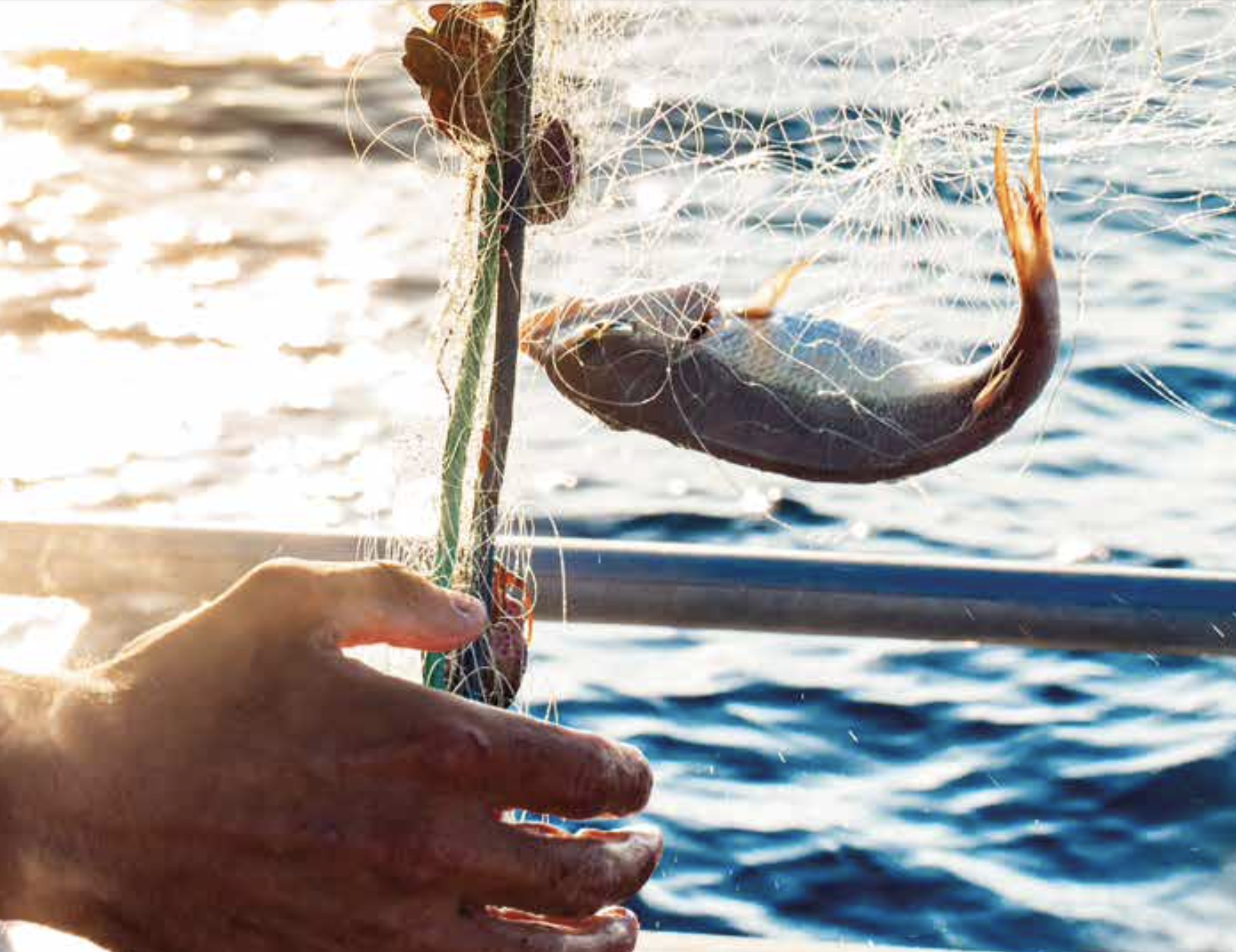 Assises de la pêche : présentation du Livre blanc des Régions sur la pêche – 1