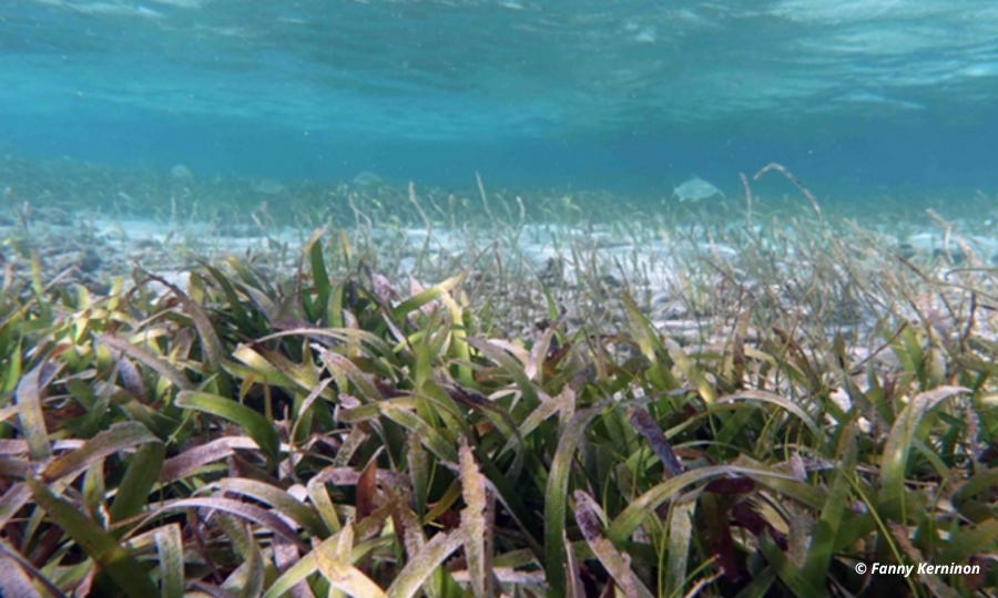 Ocean-Leaves : l&rsquo;UBO lance une chaire consacrée aux herbiers marins