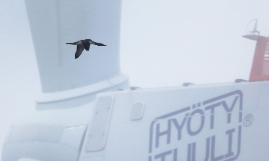 Première étude radar ornithologique finlandaise : les résultats de Tahkoluoto suggèrent que les oiseaux s&rsquo;adaptent