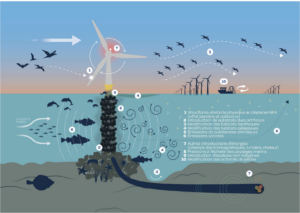 L&rsquo;Expertise collective du CNRS et de l&rsquo;Ifremer sur les effets des parcs éoliens en mer et les raccordements sur la biodiversité – 2
