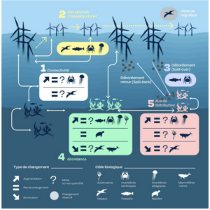 Eoliennes en mer & biodiversité : un état de l&rsquo;art le plus complet disponible sur le sujet réalisé par l&rsquo;Expertise scientifique collective (ESCo) CNRS Ifremer – 1