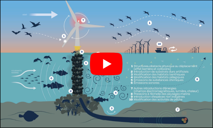 La vidéo de cette semaine : près de 4h30 sur le colloque de l&rsquo;ESCo « Effets des parcs en mer et de ses raccordements »