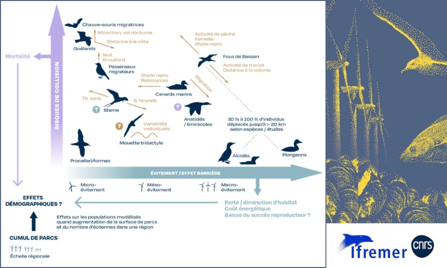 L&rsquo;expertise scientifique CNRS – Ifremer « impose de revoir la planification de l&rsquo;éolien en mer » selon la LPO