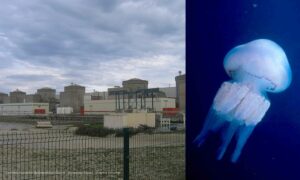 Les méduses empêchent d&rsquo;exploiter le circuit de refroidissement des réacteurs de Gravelines